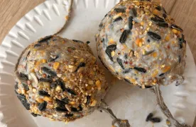 przygotowane przez uczniów kule pokarmowe dla ptaków