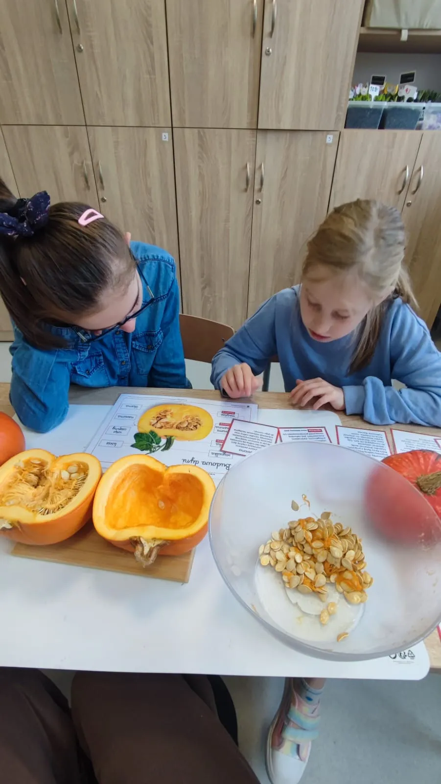 Na  zdjęciu znajdują się dwie siedzące przy stole dziewczynki , pochylone nad rozwiązywaniem ćwiczeń  o tematyce dyni.  przed nimi lezą rozkrojone dynie oraz pestki dyni.