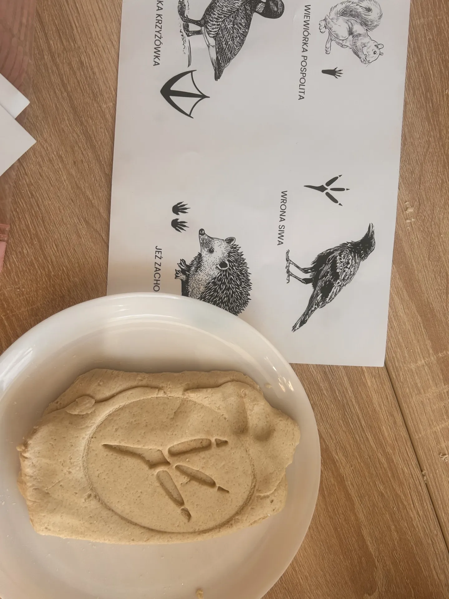 Zdjecie pzrfedstawia wyciśnięty w masie solnej ślad pozostawiony przez ptaka. Obok leży plansza z rysunkami przestawiającymi ślady zostawiane przez ptaki