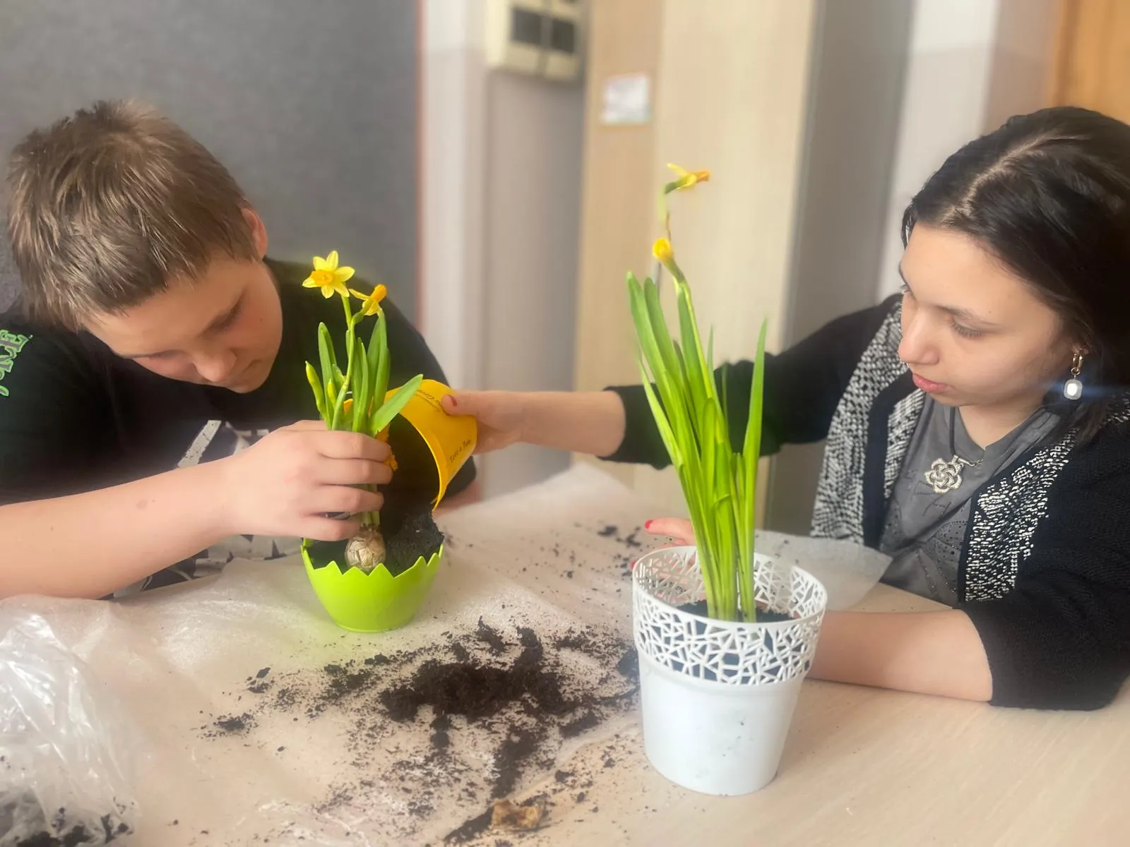 dziewczynka i chłopiec sadzą żonkile