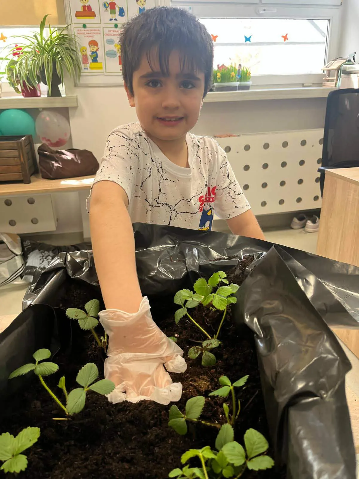 chłopiec sadzi sadzonki roslin w donicy