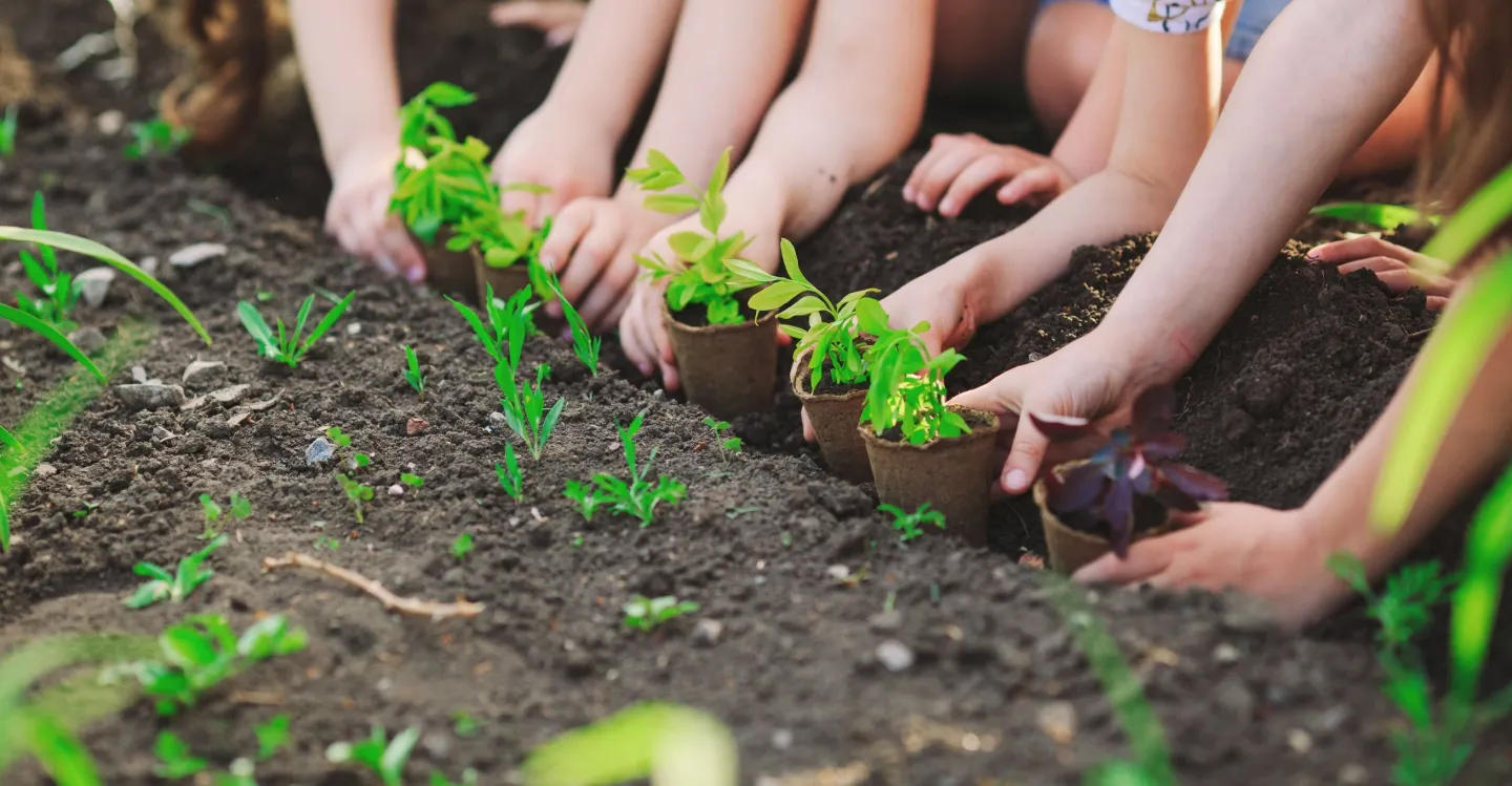 uczniowie sadzą rośliny